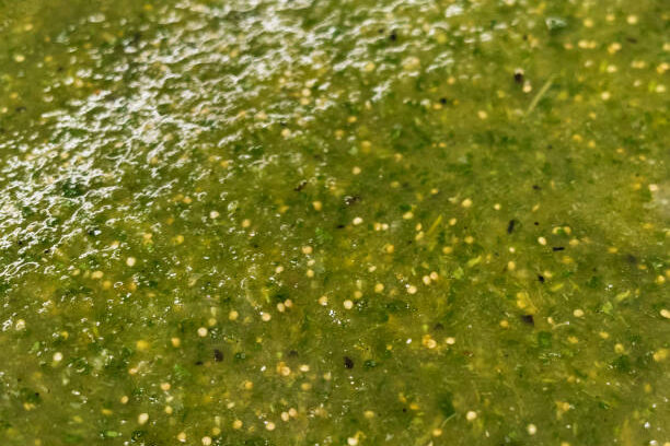 Tacolab LA fresh homemade green salsa verde for taco toppings bar in Los Angeles catering. Tangy and spicy tomatillo salsa included with every order.